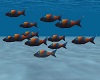 School of Fish