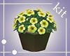 [Kit]Plant