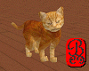 Red Tabby Cat