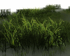 forest green meadow