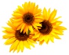 *M* Sunflowers