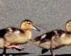 ducklings in a row