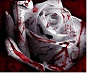 Bloody Rose  Couch