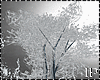 Winter Snow Ice Tree