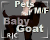 R|C Baby Goat Brown M/F