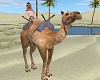 Mirage Camel Animated