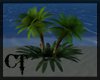 {CT} Beach Palm Trees