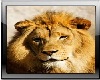 Lion pic with frame
