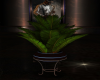 Courtyard Plant