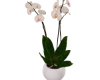 Luxury Orchid Cream