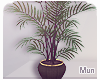 Mun | Palm Plant '