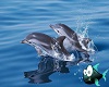 pic dolphin
