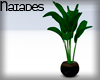 N| Strelitzia