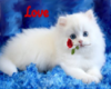 Cute white kitten