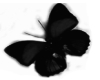 Stiker Black butterfly