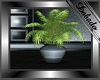 Club Slate Plant 2