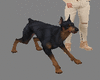 Dog pet