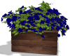 blue rose flower box