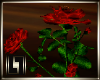 !LL! Divus Red Roses 2