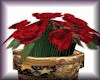 pot of red rose
