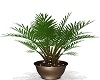 Plant For Home