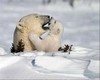 POlar bears