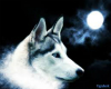 wolfs dreams