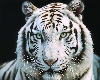 White Tiger - RPort