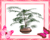 Potted Palm Tree