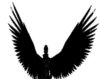 M/F PVC Black Wings 