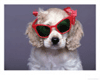 Dog in Glasses