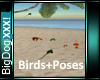 [BD]Birds+Poses