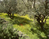 olive garden Gethsemane