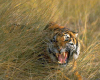 tiger roaring 2