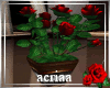 Potted Roses C