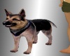 D_German Sheparddog Pet