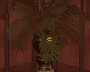 Fern Pot