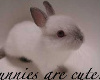 Bunnies Are Cute!
