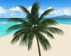 Anim. Coconut Palm Tree