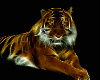 Tiger2