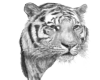 tiger transparent 