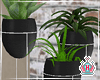 Apartment Potted Plants