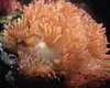 dj ocean anemone lite