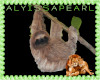 Wild Things  Sloth 2