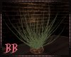 BB|WEstern plant