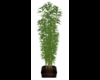 Tall Bamboo Plant