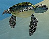 Green Sea Turtle