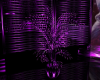 (C) Purple Plant