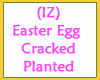 Easter Egg Cracked Plant