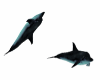 Dolphins for the beach